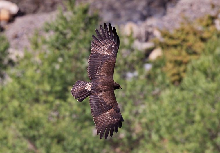  p>林雕(学名: i>ictinaetus malayensis /i>):为 a href="#">隼形目 