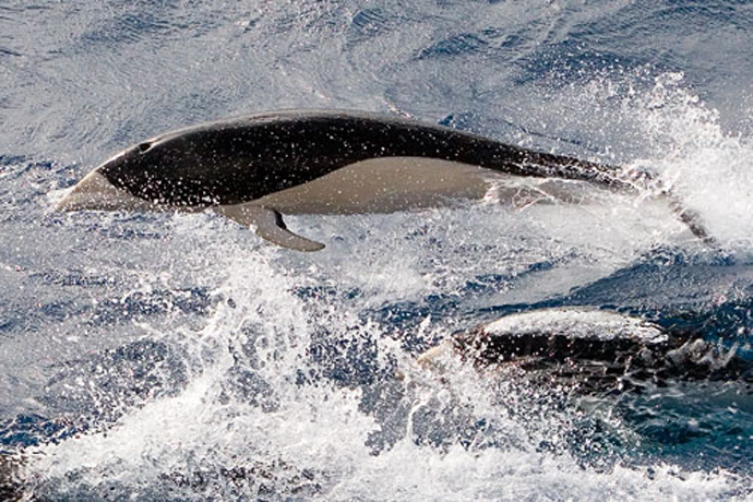  p>南露脊海豚(学名: i>lissodelphis peronii /i>) a target="_blank