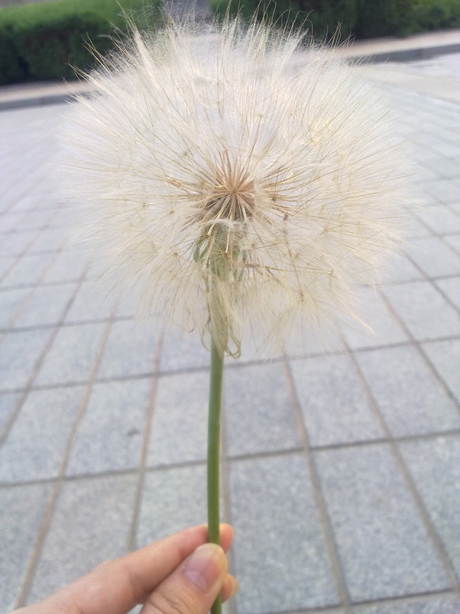  p>白缘蒲公英(学名: i>taraxacum platypecidum diels /i>)是 a href