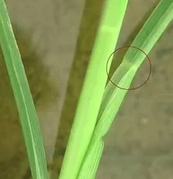 叶舌_百度百科