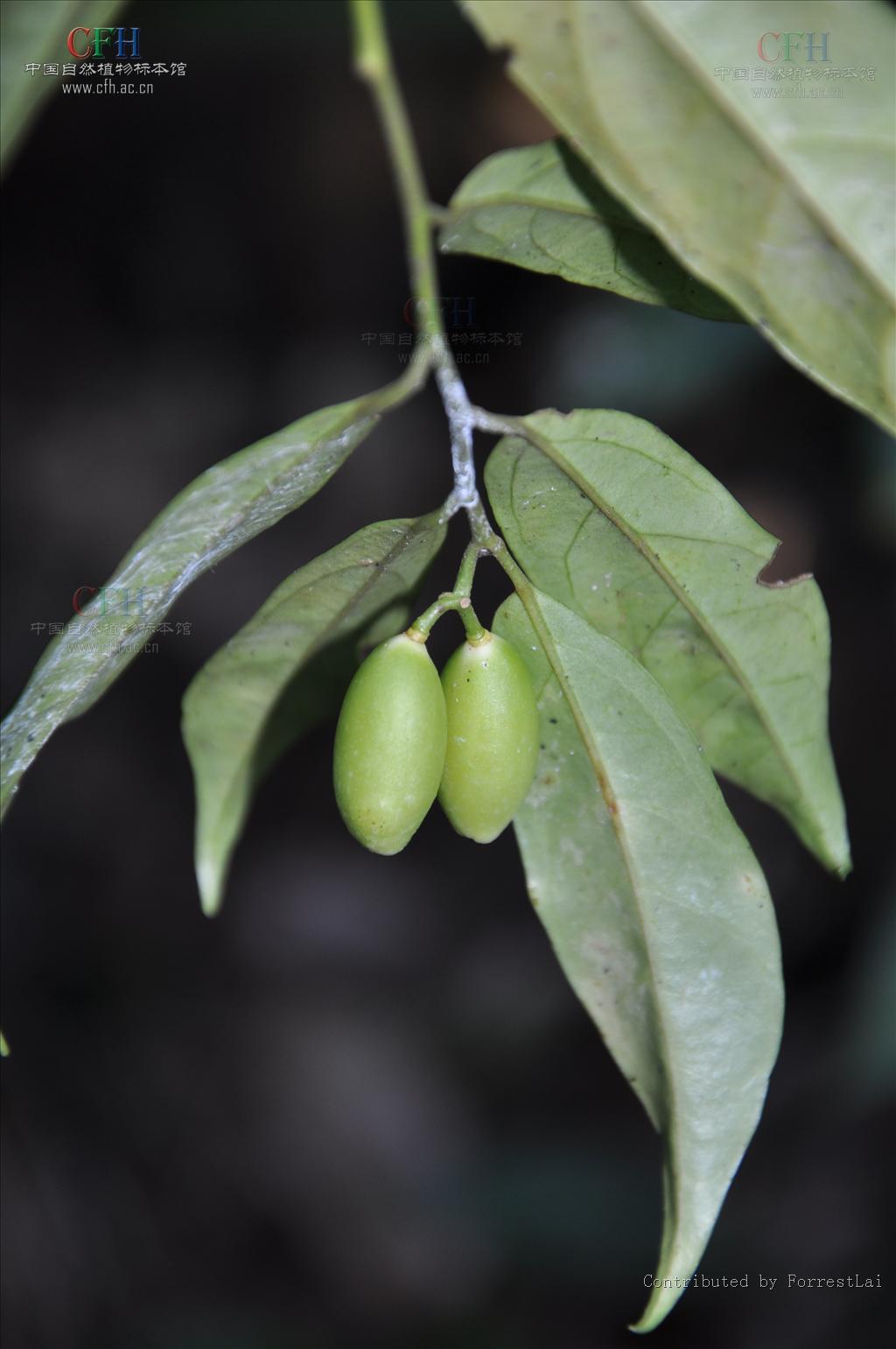  p>海桐(学名: i>pittosporum tobira /i>) ,是 a target="_blank"