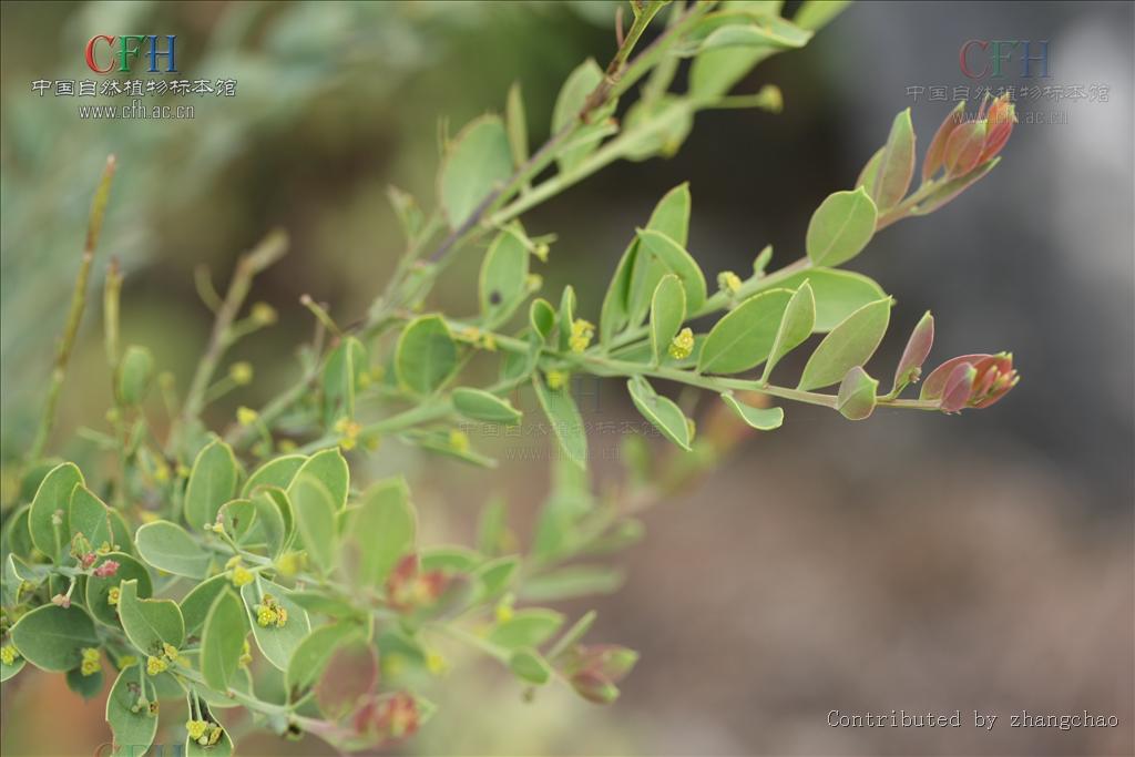  p>沙针属: a target="_blank" href="/item/檀香科/8706886" data