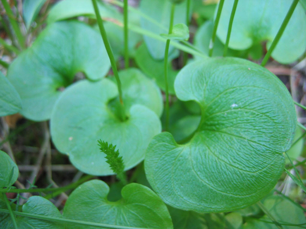 p>梅花草属(学名:parnassia linn.