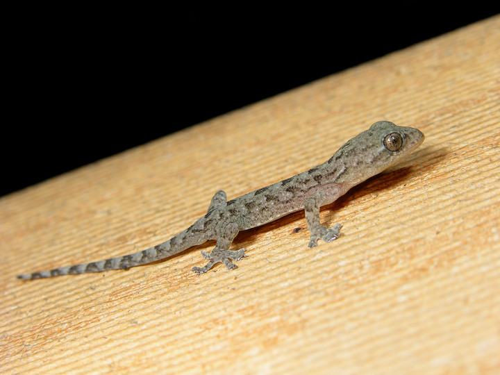  p>铅山壁虎为爬行动物.