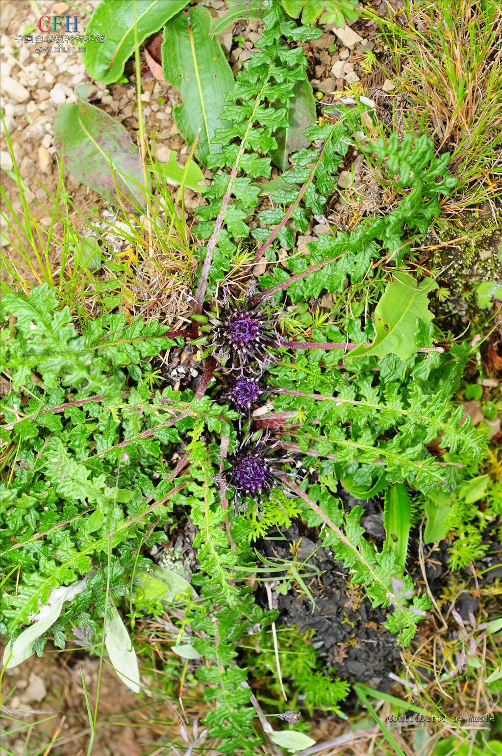  p>狮牙草状风毛菊(学名:saussurea leontodontoides)为 a href="#"