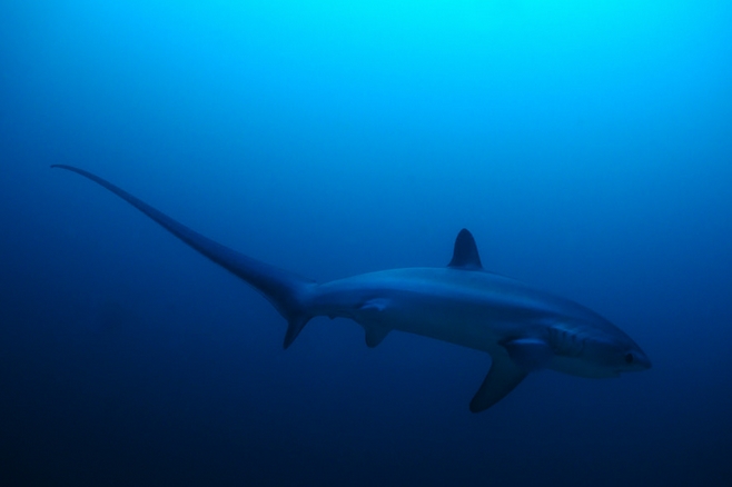  p>浅海长尾鲨(学名: i>alopias pelagicus /i>)是长尾鲨科,长尾鲨属