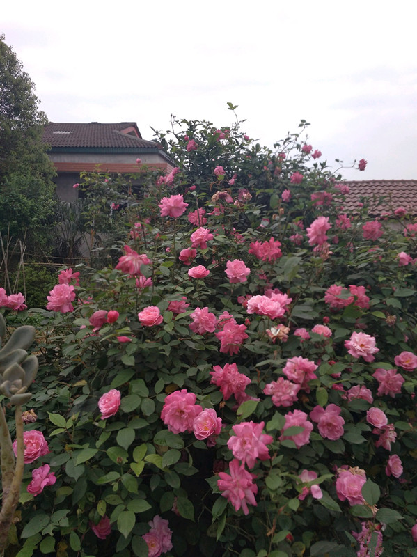 蔷薇 月季 玫瑰花的区别 你看到的 玫瑰 大多数都不是玫瑰 百科ta说