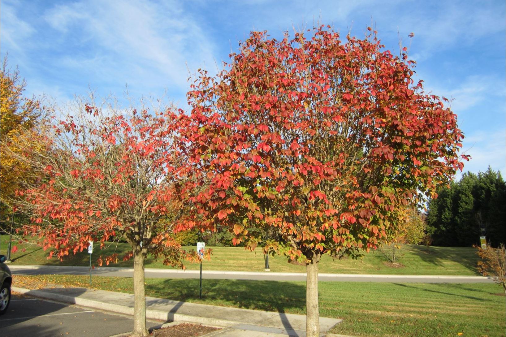  p>建始槭(学名: i>acer henryi /i>  pax)是槭树科,槭属落叶乔木.