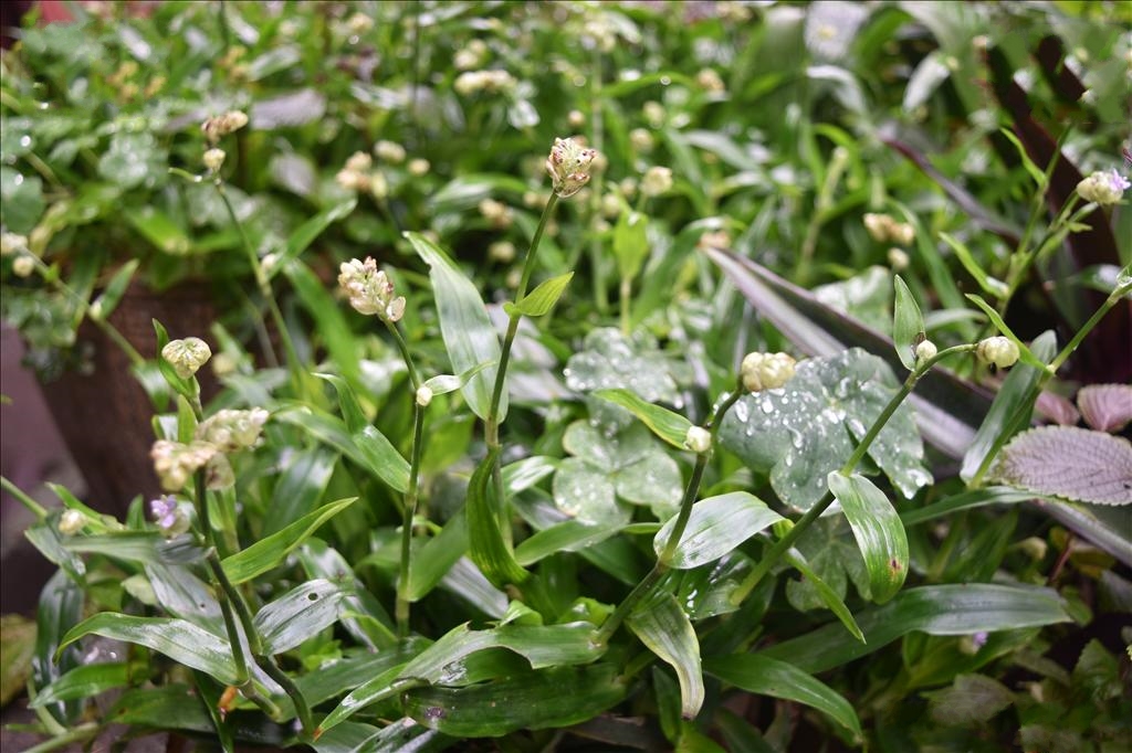 morton ex hong)是鸭跖草科,水竹叶属多年生 a target="_blank" href