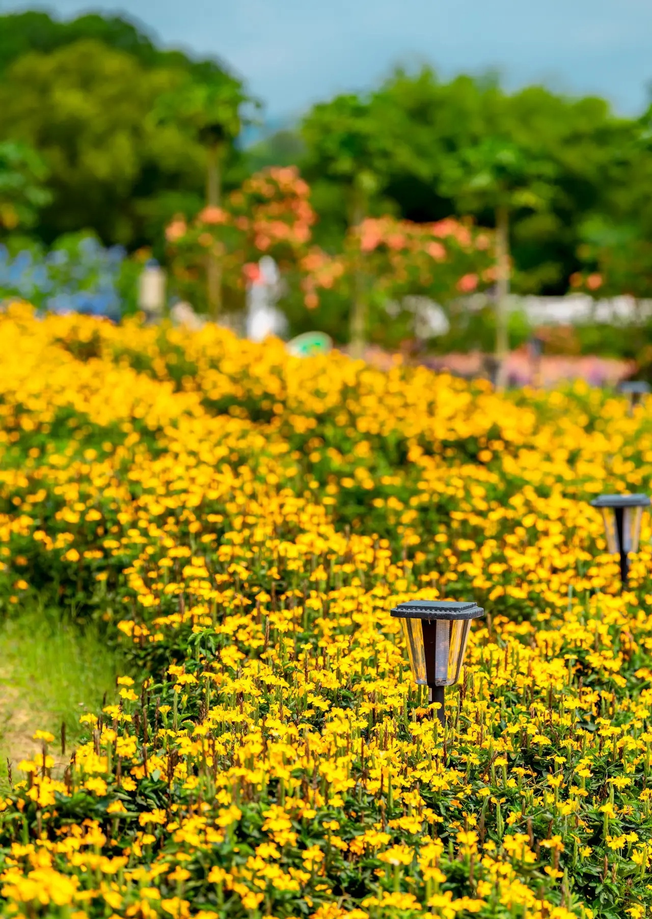  p data-id="sawrjgda2kyk">香草田园,坐落于海南省定安县龙湖镇,与