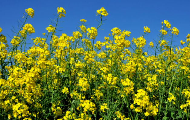 原来油菜花的别名叫芸苔 百科ta说