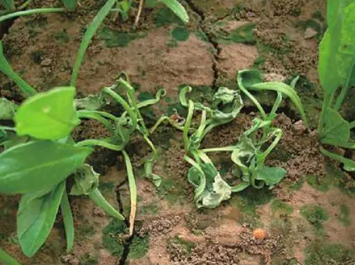 菠菜枯萎病