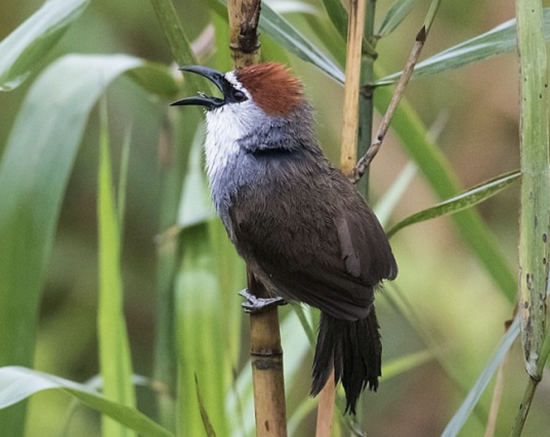  p>红顶鹛(学名: i>timalia pileata /i>)是画眉科,鹛属小型鸟类,体长