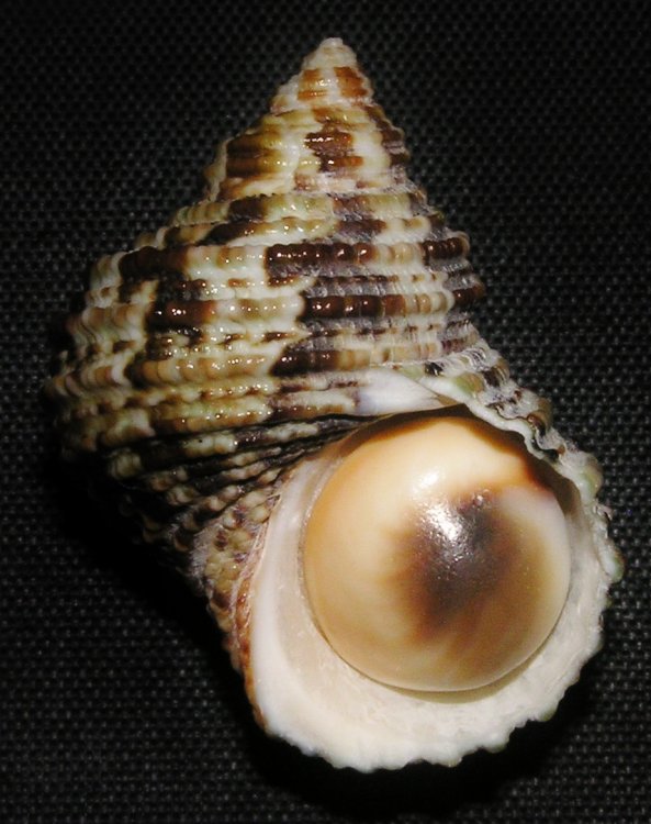  p>节蝾螺(学名:turbo bruneus)是蝾螺科蝾螺属的一种动物.