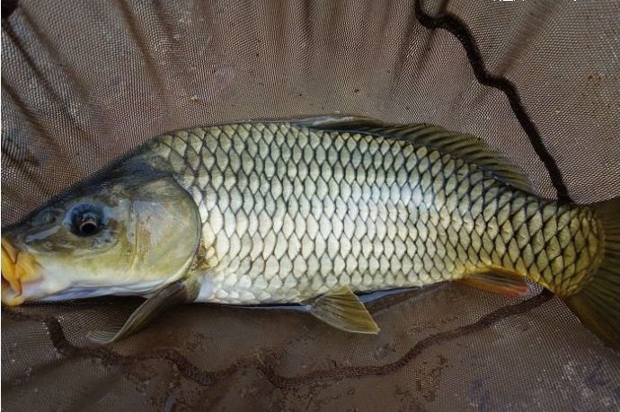 宽甸鸭绿江鲤鱼