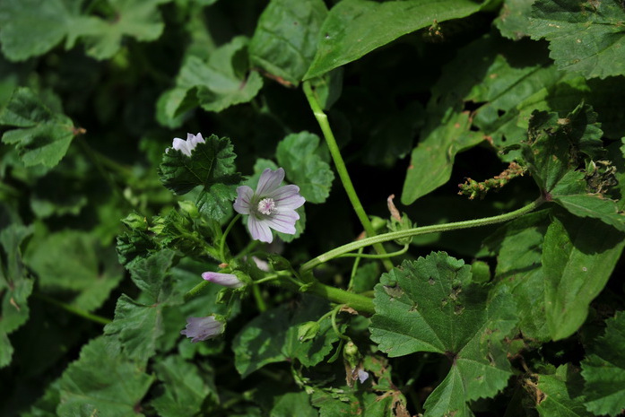  p>圆叶锦葵(学名: i>malva rotundifolia  /i>linn)是锦葵科,锦葵属