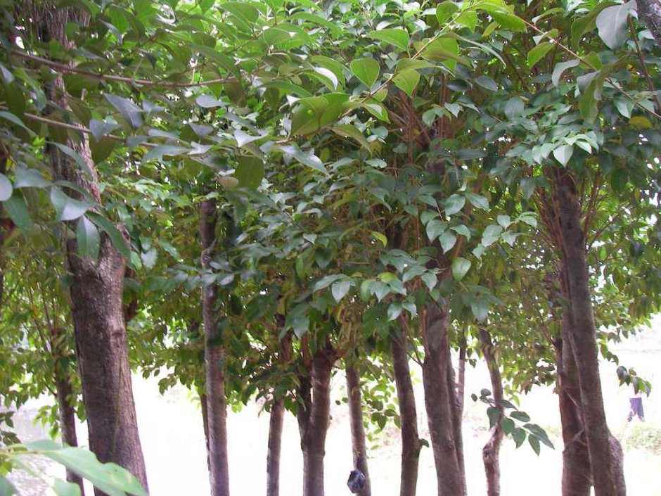 大叶刺篱木海南个体002