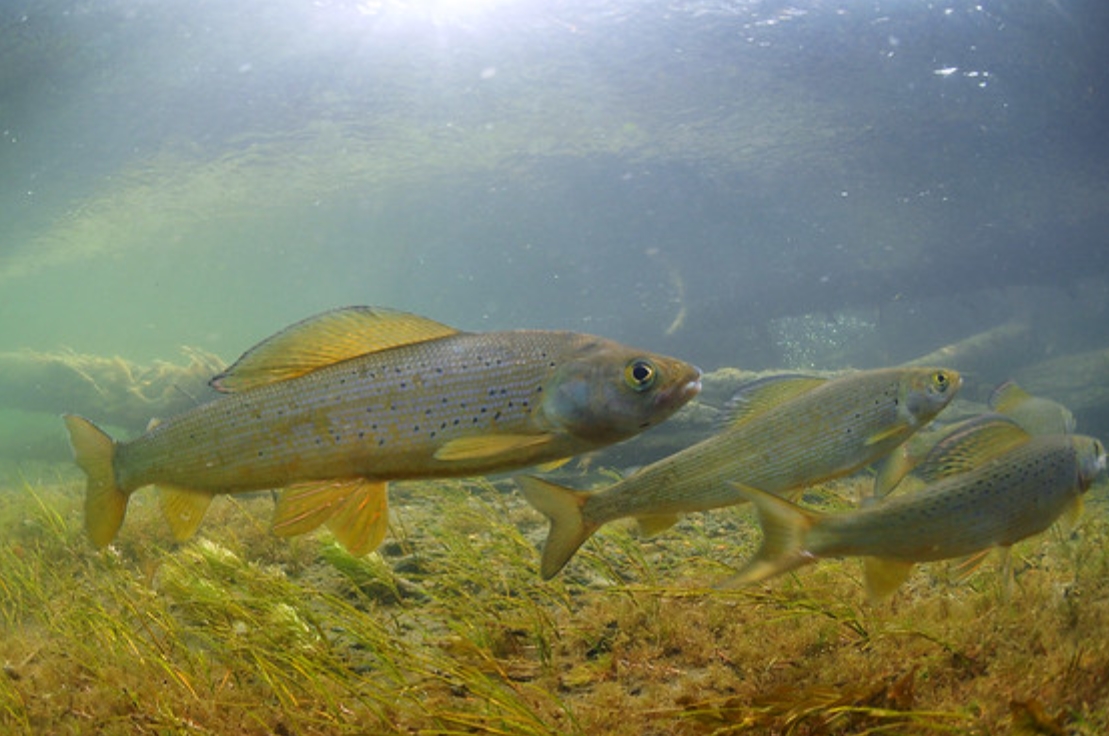  p>北极茴鱼(学名: i>thymallus arcticus /i>):是茴鱼科,茴鱼属的