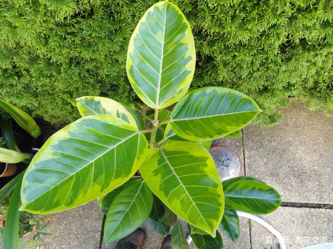 美如画的榕属植物，这几个花叶榕树品种很值得“珍藏”_百科TA说