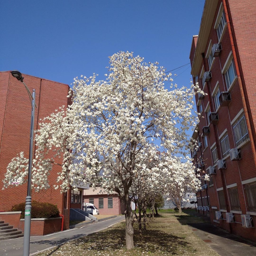  p data-id="gnc0rv4nsc">全南大学,又称全南国立大学