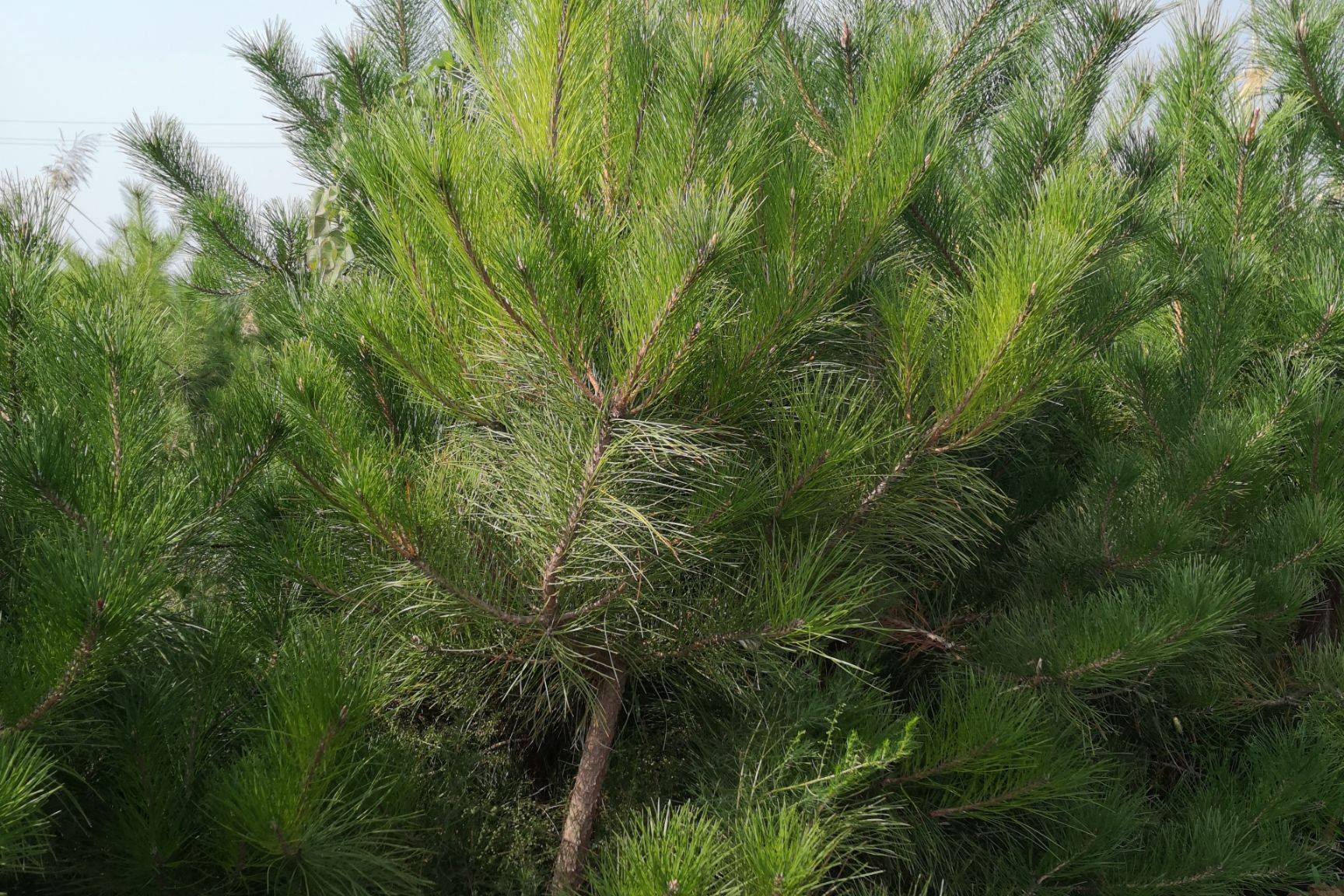 油松黄龙县hl271