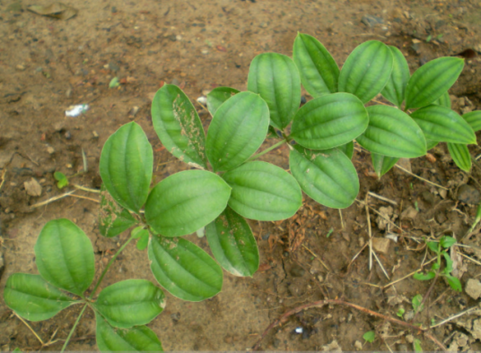 直立百部（百部科百部属植物）_百度百科