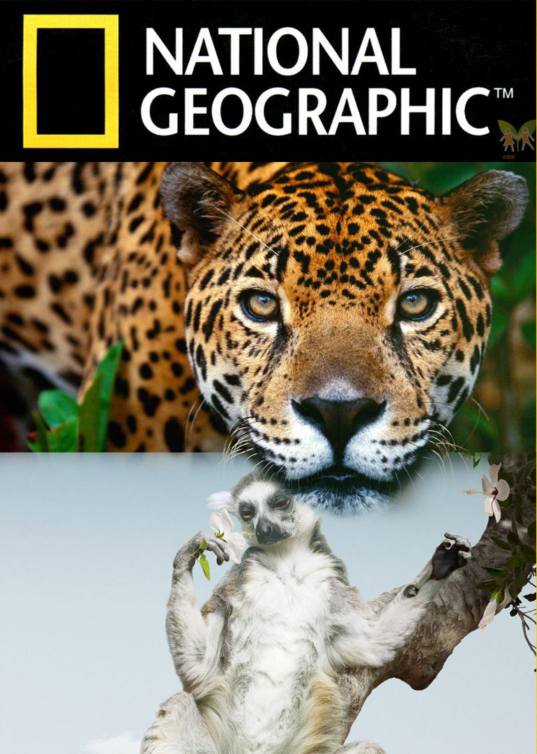  p>《国家地理:动物真性情》是一部美国纪录片.共2集. /p>