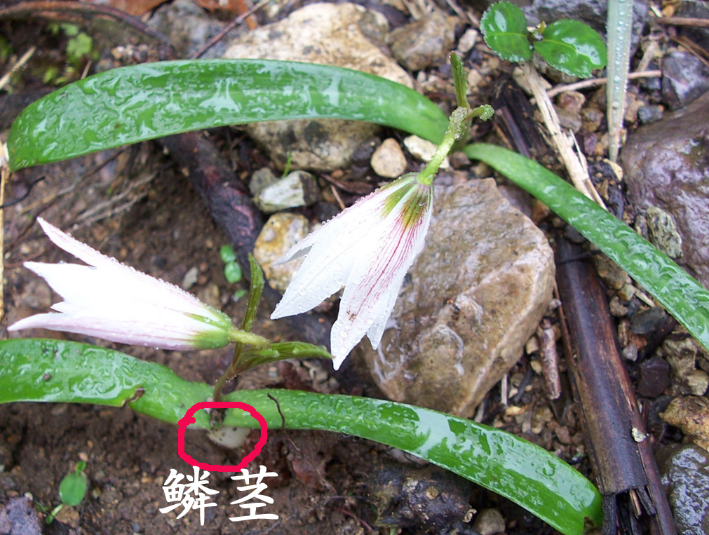  p>老鸦瓣(学名: i>tulipa edulis /i> (miq.