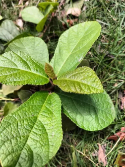 地果_百度百科