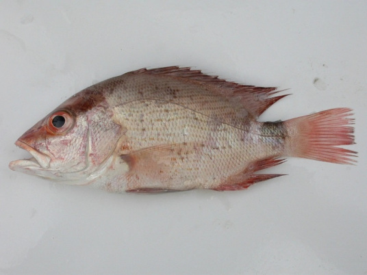 中华胡椒鲷 百度百科