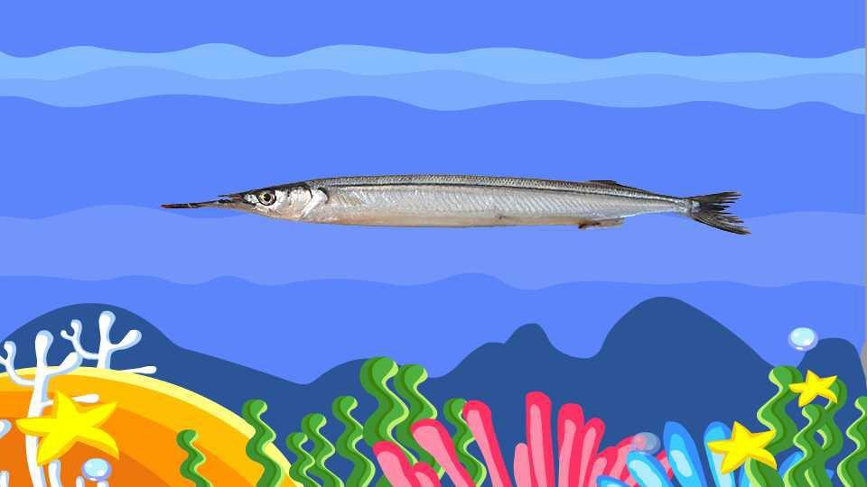 马步鱼:鱵鱼属的一种小型海洋鱼类