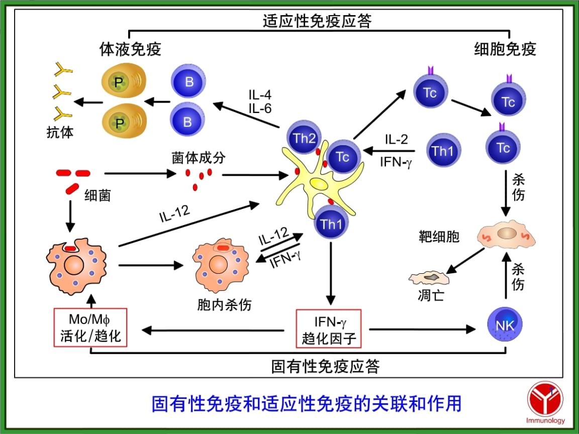 母体免疫 全网资源