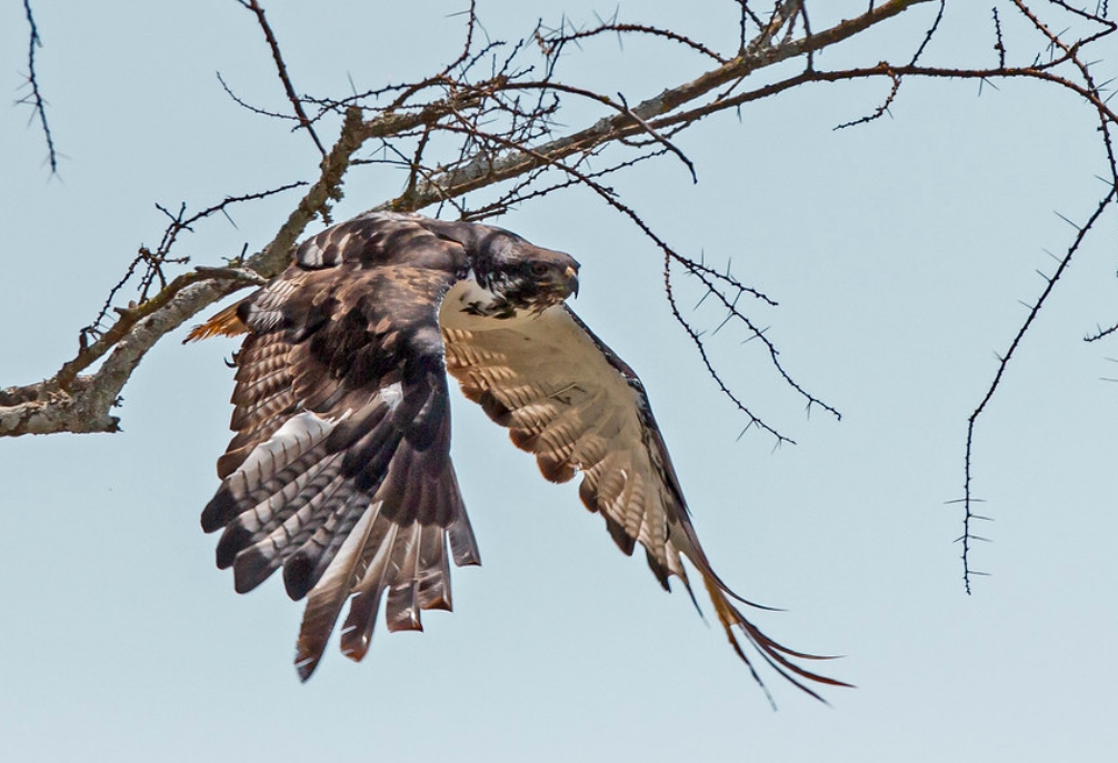  p>非洲雕(学名: i>aquila spilogaster /i>):是鹰科,雕属的猛禽.