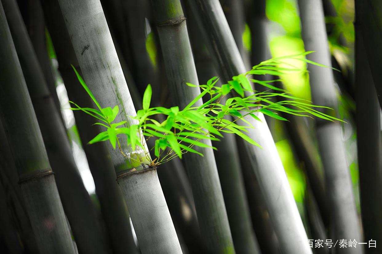 秦岭一白说历史人物：鲍叔牙_百科TA说