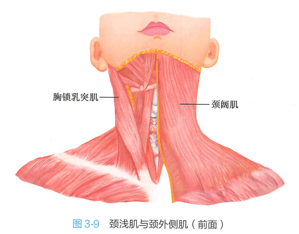 颈肌