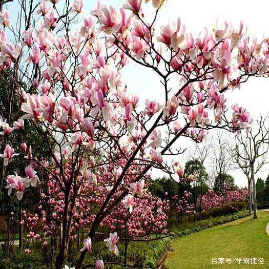 开学前 和学子一起学古诗词 赏玉兰_百科TA说