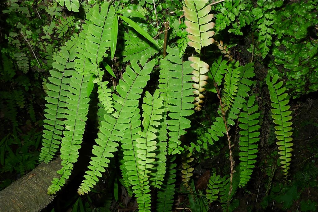  p>普通铁线蕨(学名: i>adiantum edgeworthii /i> hook.