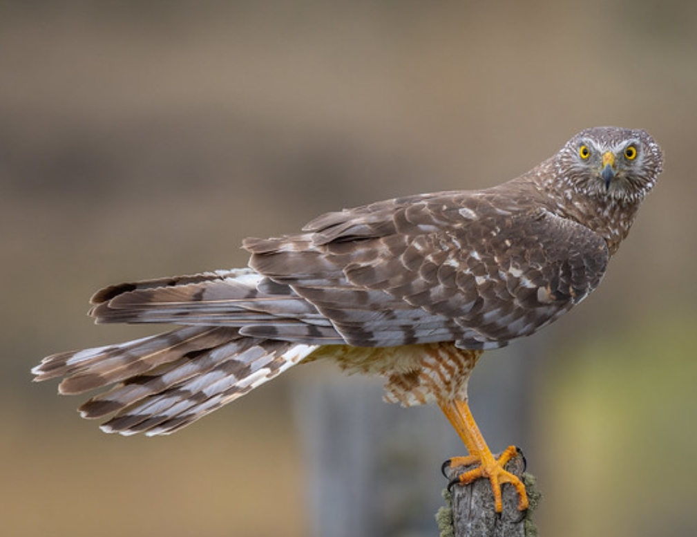 cinereous harrier