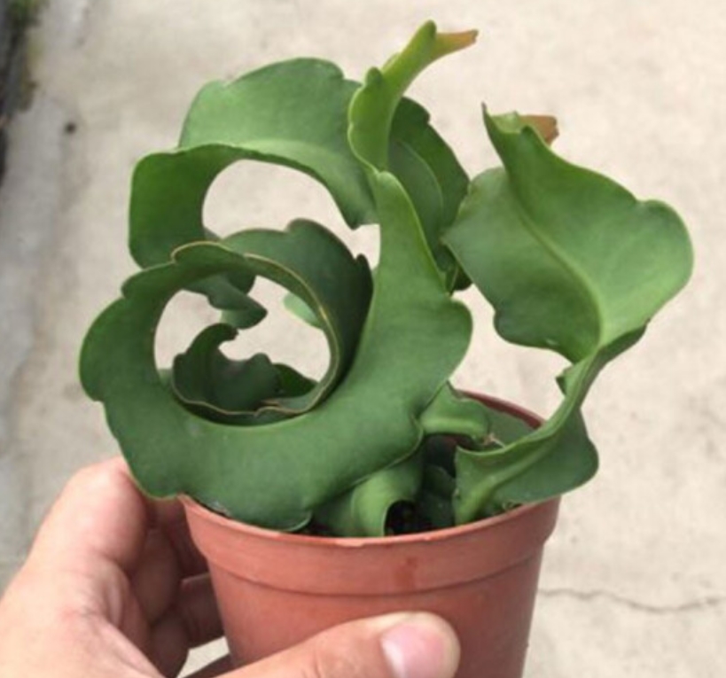 卷叶昙花