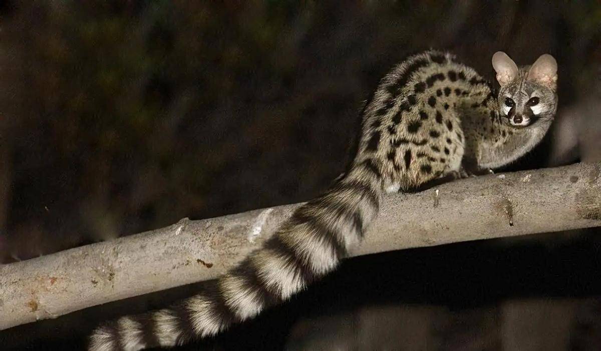 yey90v">小灵猫(学名: i>viverricula indica /i>),俗称七间狸,乌脚狸