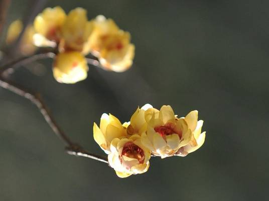 黄蘖_百度百科