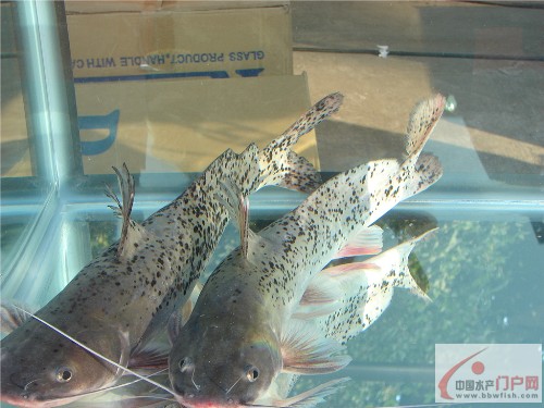 斑鳠(mystus guttatus)