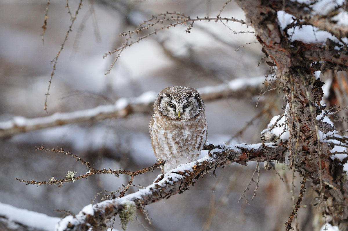  p>鬼鸮(学名: i>aegolius funereus /i>)是鸟纲鸱鸮科的鸟类, 全长23