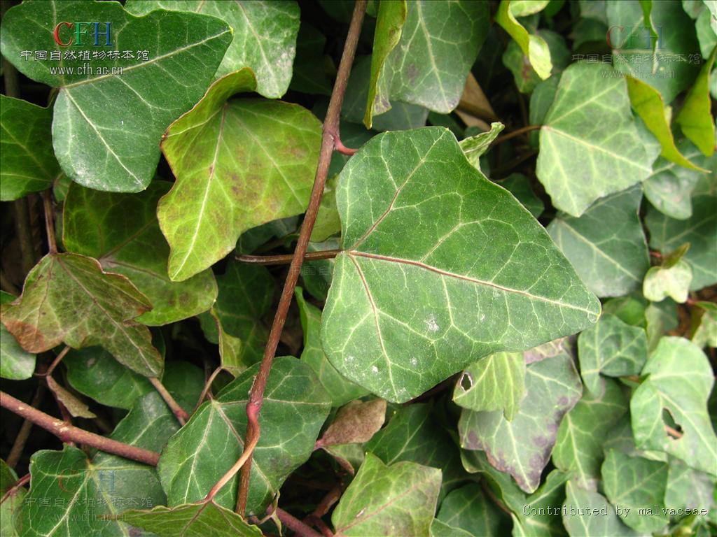 鸟脚叶常春藤