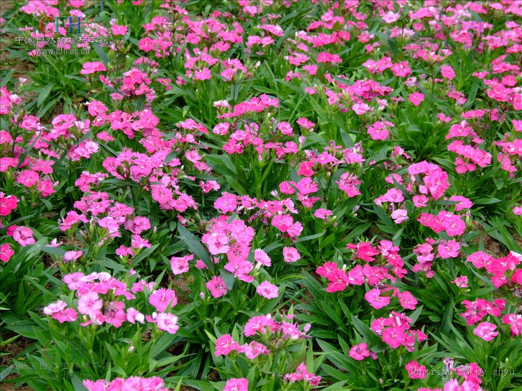 科,石竹属多年生 a href="#" data-lemmaid="541696">草本 /a>植物,高