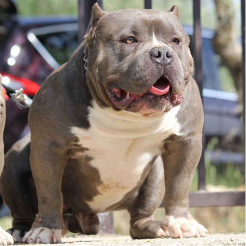 凶神恶煞的恶霸犬 其实温暖如春 百科ta说