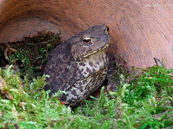  p>蟾蜍,也叫 a target="_blank" href="/item/蛤蟆">蛤蟆 /a>há ma