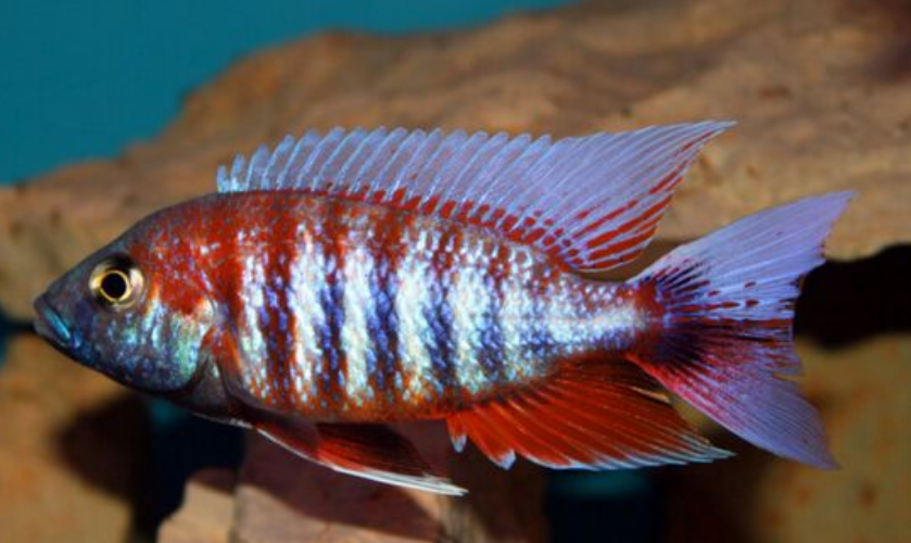  p>帝王艳红是慈鲷科孔雀鲷属动物. /p>