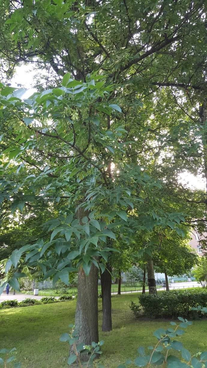 ulmus gaussenii cheng