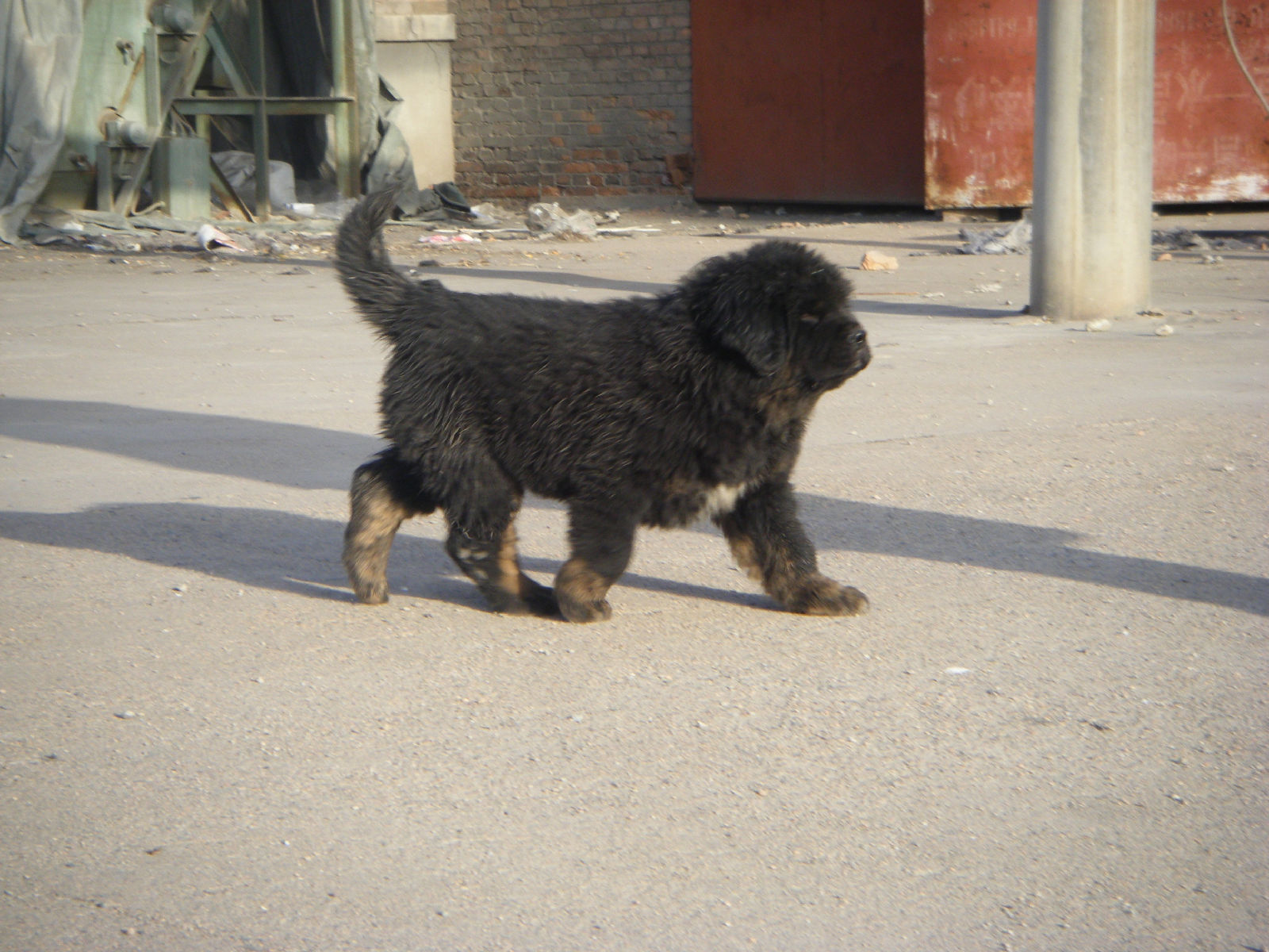一般泛指直接从青海,甘肃等牧区直接下来的藏獒及后代
